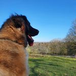 🌸 Daisy Berger 🌸 - @daisy_the_berger - Instagram