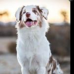 @daisy.berger.austra - Instagram