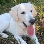 Daisy Berger - @a.golden.named.daisy - Instagram