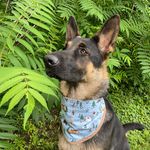 Daisy - @daisy_bergerallemand - Instagram