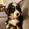 BernerBearDaisy - @bernerbeardaisy - TikTok