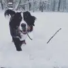 DaisytheBerner - @daisy_the_berner2022 - TikTok