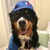 lifeofDaisytheSeniorBerner🇨🇦 - @kellysgroi - TikTok