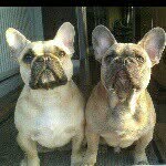 daisy & bertie - @daisydoo.bertiebear - Instagram