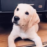 Daisy - @daisyberthequeen - Instagram
