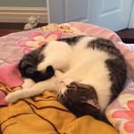 DaisyBooBoo - @daisy_bertrand - Instagram