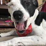 Daisy Maisy Bingham - @daisymaisythedoggo - Instagram