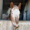 daisybingham172 - @daisybingham172 - TikTok