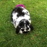 Daisybingham - @daisybingham200 - Instagram