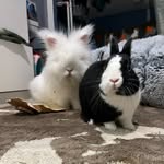 Daisy & Binks 🐰 - @daisy.binks - Instagram