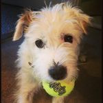 Daisy Bishop - @daisy_parsonsrussellterrier - Instagram