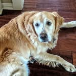 Daisy Blankenship - @daisy_blankenship_the_bear - Instagram