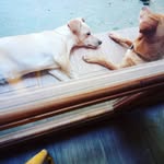 🐶DAISY, BLANQUI, CANELA 🐕 - @daisy_blanki_canela - Instagram