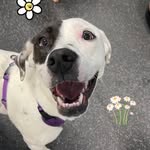 Daisy Lane Puleio-Blank - @daisyjonesandthelicks - Instagram