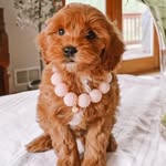 Daisy Pickles Solomon Blank - @oopsiedaisycockapoo - Instagram