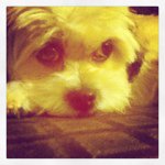 Daisy_🐶 - @daisyblumberg - Instagram