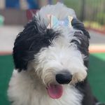 Daisy The Doodle - @daisy_blume_the_doodle - Instagram