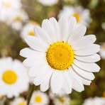 Daisy Blume - Facebook