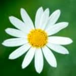 Daisy Blume - @daisy.daisy.blume - Instagram