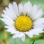 Daisy Blume - Facebook