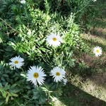 @daisyblume.r - Instagram