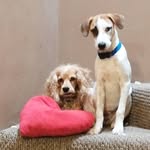 Daisy & Bobby - @daisy.boby - Instagram