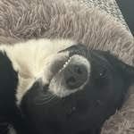 Daisy-Bob - @daisybob_thedog - Instagram
