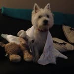 Daisy Bob Clayton Winter - @daisy_the_best_dog - Instagram