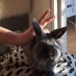 DaisyBob - @daisyblob - Instagram