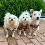 Daisyfashiondog - @daisy.bobke.lily - Instagram