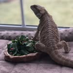 Vera Kaz - @daisybob.the.beardie - Instagram