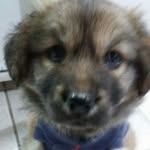 Daisy - @daisy_bolinha - Instagram