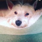 Daisy Bond - @daisy_doo_bond - Instagram