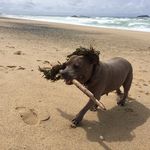 Daisy - @daisy_bondi_staffy - Instagram