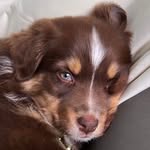 Daisy 🦴🦴 - @daisybonesandthesix - Instagram