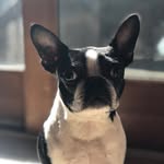 Daisy Bones - @alldaisylong - Instagram