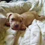 Daisy Bones - @daisy_boness - Instagram