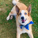 Daisy Bones🐕 - @miss_daisy_bones - Instagram