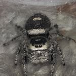 Daisy Bones - @xxspiderprincessxx - Instagram