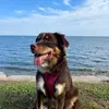 Daisy Bones - @daisybonesandthesix - TikTok
