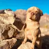 Daisy Bones🦴 - @daisy_bones_ - TikTok
