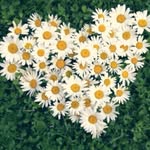 Daisy bones - @new.daisy.chains - Instagram