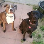 Daisy Bones Angelo & Luna - @daisy_and_furriends - Instagram