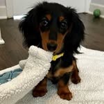 @daisybonesminidoxie - Instagram