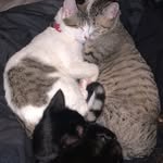 Gizmo, Munchie, Daisy, Bones - @gizmo_and_friendz - Instagram