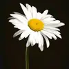 Daisy Bonner - @daisy.bonner2 - TikTok
