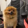 Daisy the dog - @daisythedbooker7 - TikTok