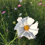 Daisy Booth - Facebook