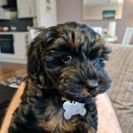 Daisy - @daisyboothecavapoo - Instagram