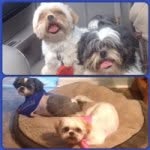 Boozer & Daisys' World - @bozzerndaisysworld - Instagram